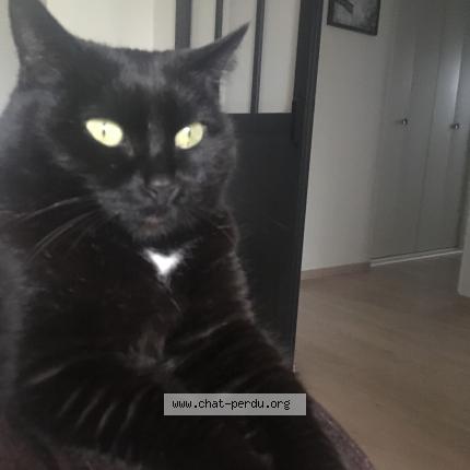 Photo 1/1 Bagheera Chat perdu à Rochefort montagne