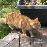 Photo de chat trouvé à St Barthelemy