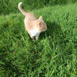 Photo de chat trouvé à Savonnieres