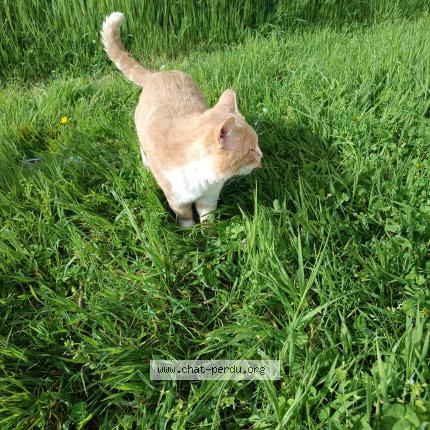 Photo 1/1 Chat trouvé Trouvé à Savonnieres