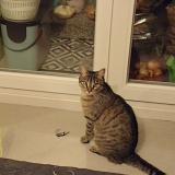 Photo de chat perdu à Besancon