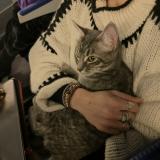 Photo de chat perdu à Paris