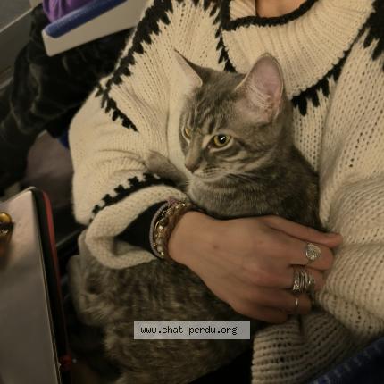 Photo 1/1 Berthy Athena Chat perdu à Paris
