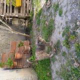 Photo de chat perdu à Bellegarde