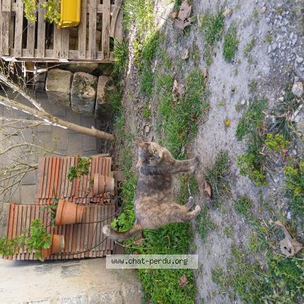 Photo 1/1 Miamy Sia Chat perdu à Bellegarde