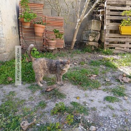 Photo 1/1 Miamy Sia Chat perdu à Bellegarde