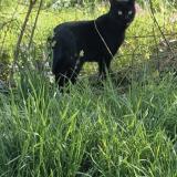 Photo de chat perdu à Marsannay La Cote