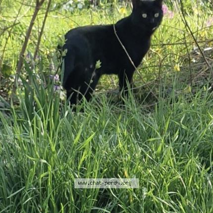 Photo 1/1 Zorro Chat perdu à Marsannay la cote