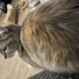 Photo de chat perdu à Lille