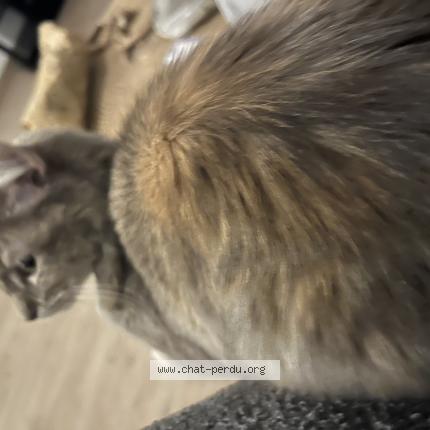 Photo 1/1 Junaa Chat perdu à Lille