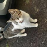Photo de chat trouvé à Chavagne