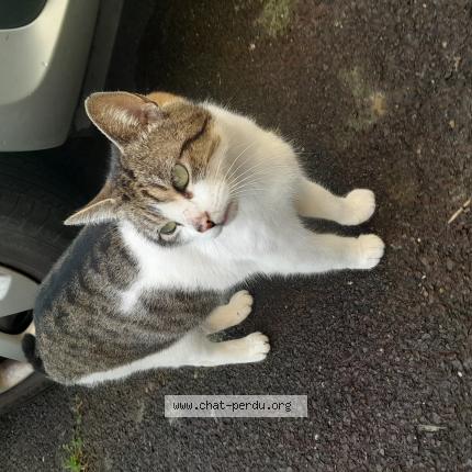 Photo 1/1 Chat trouvé Trouvé à Chavagne