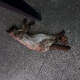 Photo de chat trouvé à Nimes