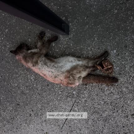 Photo 1/1 Chat trouvé Trouvé à Nimes