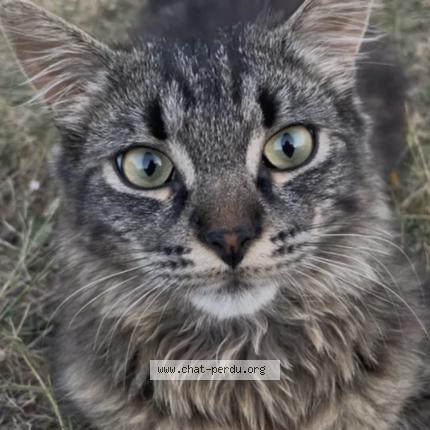 Photo 1/1 Bloom Chat perdu à Chateau renault