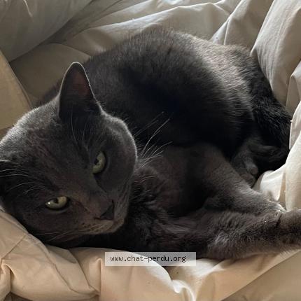 Photo 1/1 Brochette Chat perdu à Angerville l orcher