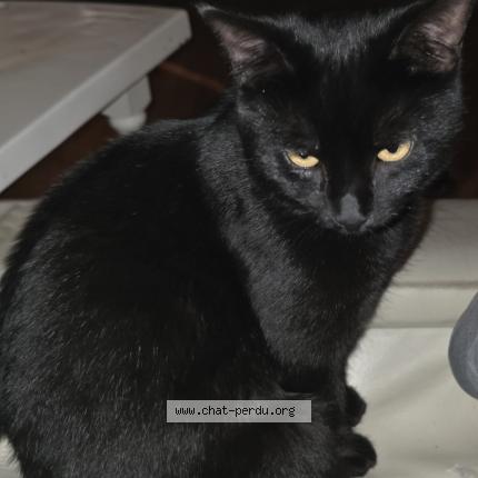 Photo 1/1 Bahgerra Chat perdu à Les auxons