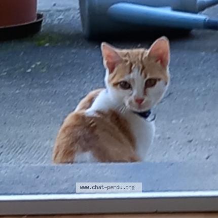 Photo 1/1 Chat trouvé Trouvé à Le cheylard