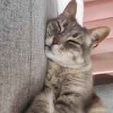 Photo de chat perdu à Rians