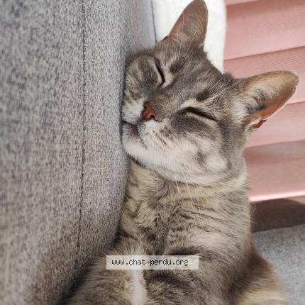 Photo 1/1 Skyla Chat perdu à Rians