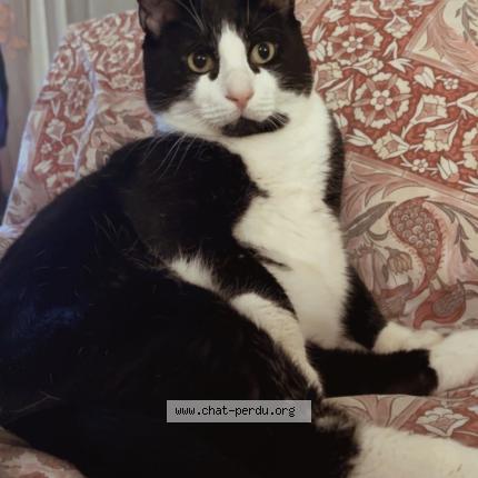 Photo 1/1 Felix Chat perdu à Savigny sur orge