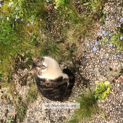 Photo 1/1 LUNA Chat perdu à Avon