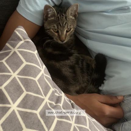 Photo 1/1 Virgule Chat perdu à Champigny sur marne