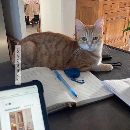 Photo 1/1 Spritz Chat perdu à Ferrieres haut clocher