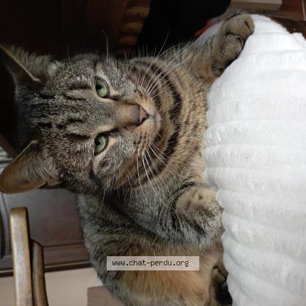 Photo 1/1 Grocats Chat perdu à Le teil