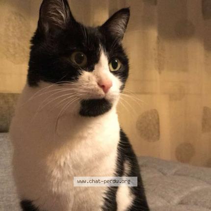 Photo 1/1 Mika Chat perdu à La roche sur yon