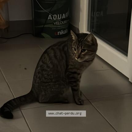 Photo 1/1 Ibaia Chat perdu à Beguey