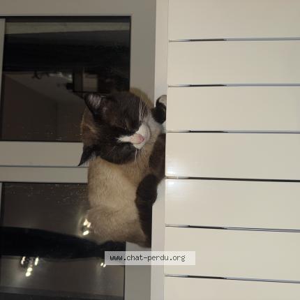 Photo 1/1 Chat trouvé Trouvé à Saint vallier