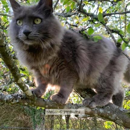 Photo 1/1 Whisky Chat perdu à 89116 la celle saint cyr