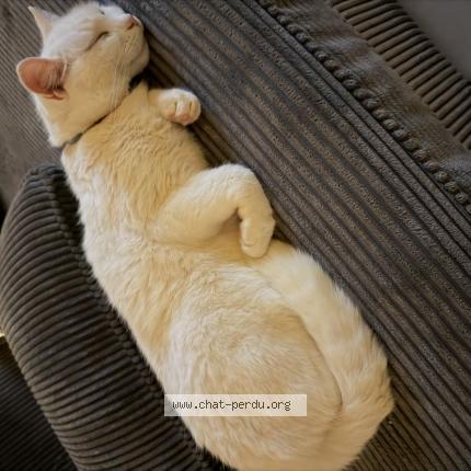 Photo 1/1 Nona Chat perdu à Mezeriat