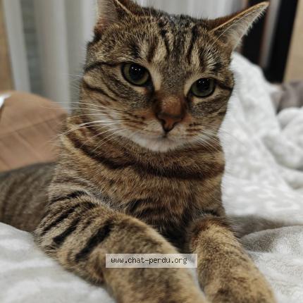 Photo 1/1 Ruby Chat perdu à Nanteuil les meaux