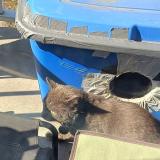 Photo de chat trouvé à Anjou