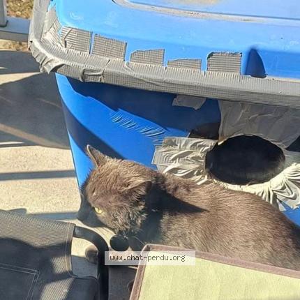 Photo 1/1 Chat trouvé Trouvé à Anjou