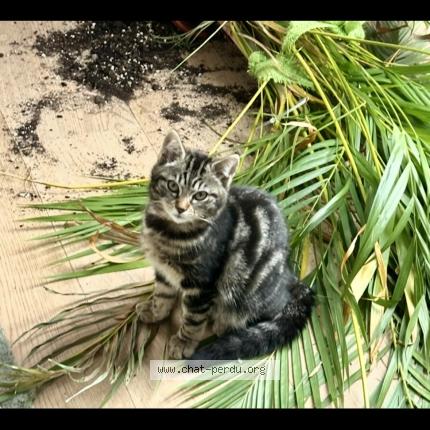 Photo de chat perdu à Vetroz