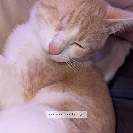 Photo 1/1 Billy Chat perdu à Belleville en caux