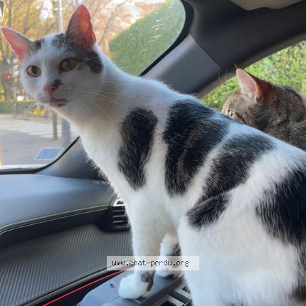 Photo 1/1 Jeep Chat perdu à Ludres