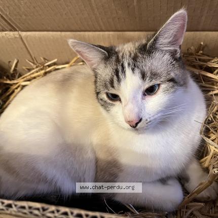Photo 1/1 Mogwa&iuml; Chat perdu à Plumeliau
