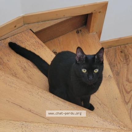 Photo 1/1 Sacha Chat perdu à Voulx