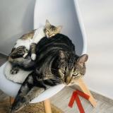 Photo de chat perdu à Saint Barthelemy