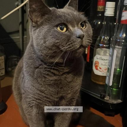 Photo 1/1 Othello Chat perdu à Vierzon