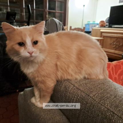 Photo 1/1 Phénix Chat perdu à Le tronquay