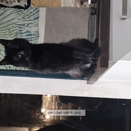 Photo 1/1 Jiji sousoupe Chat perdu à Dijon