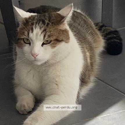 Photo 1/1 Simba Chat perdu à Bonneville