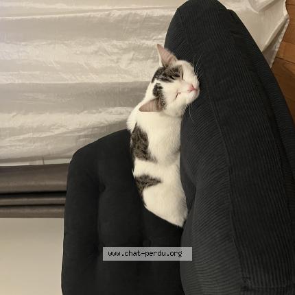 Photo 1/1 Iris Chat perdu à Corbeil essonnes