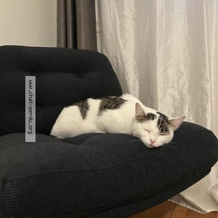 Photo 1/1 Chat retrouvé Perdu à Corbeil Essonnes