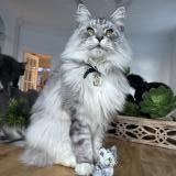 Sultan